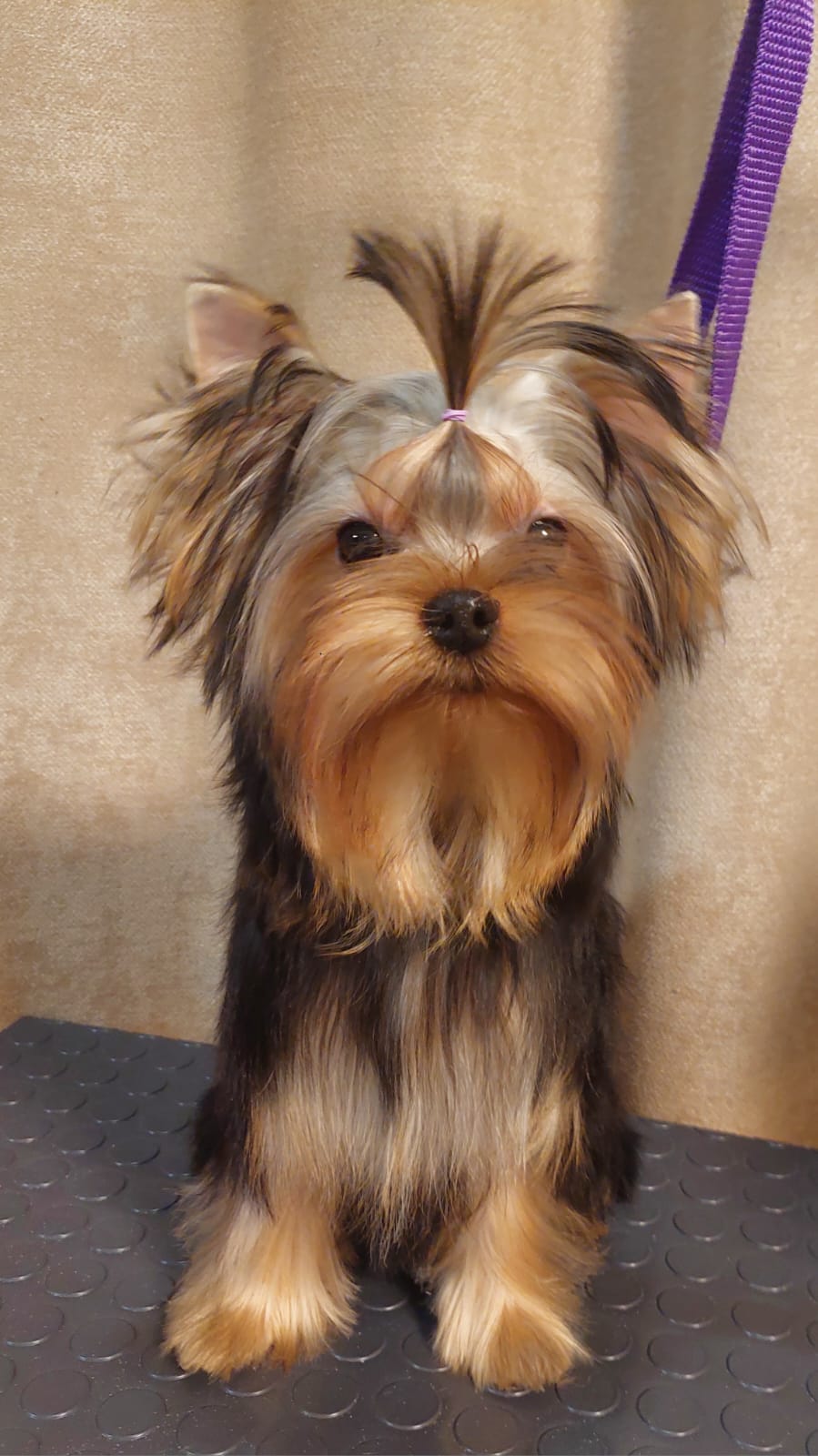 BONMARI VIZAR BONMARI VIZAR CARTMEN &mdash; Labaza DogPedigree YorkshireTerrier